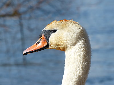 mute swan, swan, bird, river, lake, waters, water
