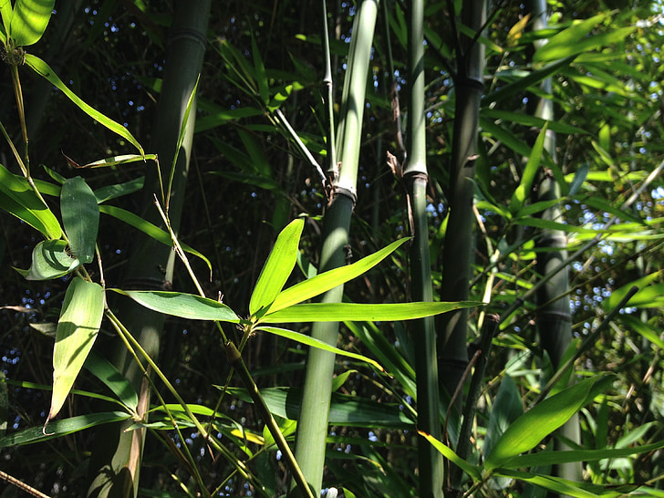 bambou, feuilles, plante, jardin, végétation