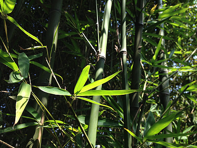 Bamboo, lämnar, Anläggningen, trädgård, vegetation