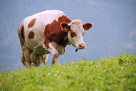 крави, ливада, Южен Тирол, природата, животни, едър рогат добитък, крава