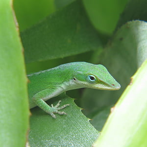 reptile, lizard, green, wild, animal