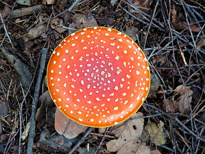 Fly agaric, houby, červená, bílá, červená s bílými tečkami, podzim, Příroda