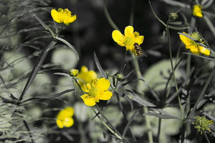 Κίτρινο, λουλούδι, λουλούδια, μύγα, μέλισσα, η φύση του το, το καλοκαίρι