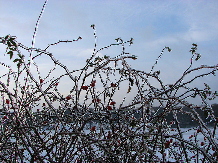 hedge, rose hip, ice, winter, frozen