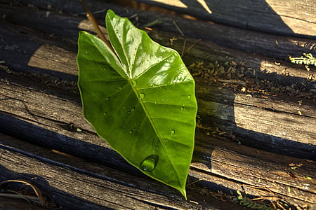 Leaf, tekstūra, līnijas, zaļa, daba, Wood - materiāli, foni