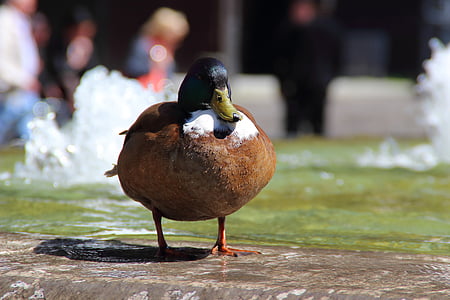 патица, зеленоглава патица, вода, птица, животните, перо, природата