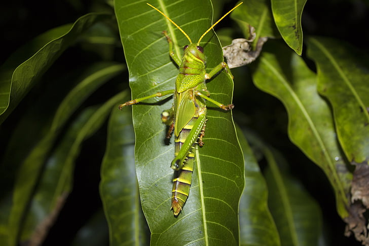 grasshopper, disgusting, green