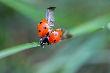 ladybug, beetle, nature, macro, insect, animal, grass