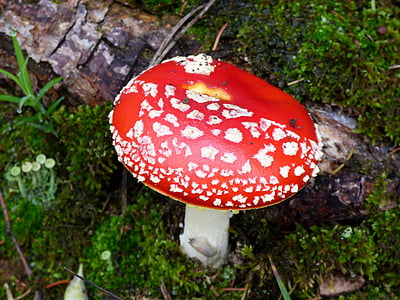 houby, červená, bílé tečky, mech, Les, podzim, zelená