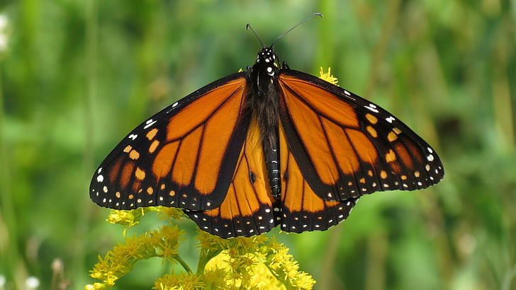 monarchas drugelis, gėlė, žiedų, žydėti, vabzdžių, sparnai, makro