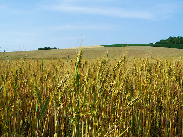 yellow-green wheat, grain, crops