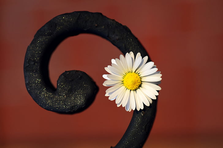flower, snail, metal, iron, daisy, white, small