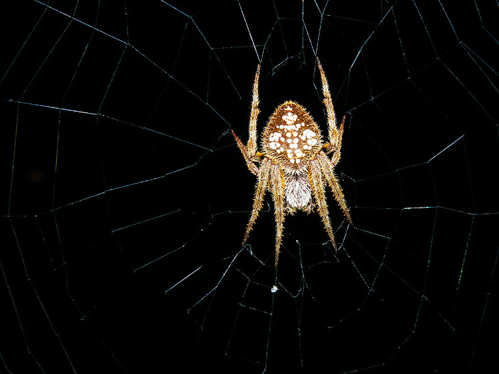 sub-dospelých tropické orb weaver, eriophora ravilla, Pavoukovec, Spider, Arachnofóbia, hnedá, strach