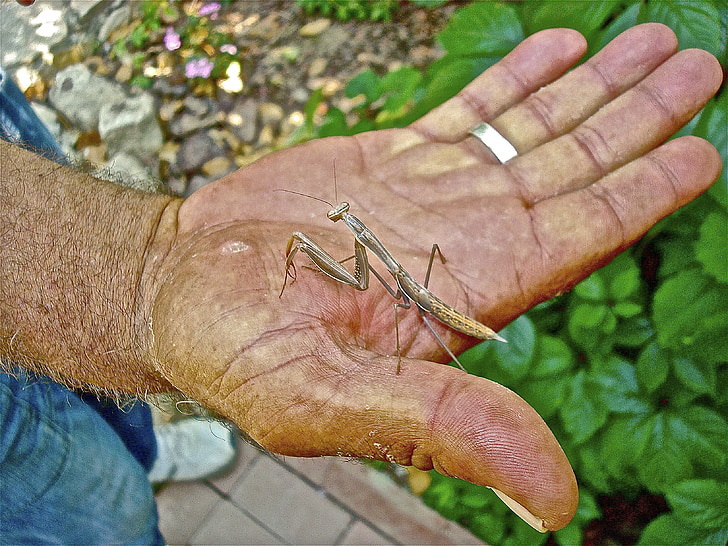 hand, Mantis, insekt