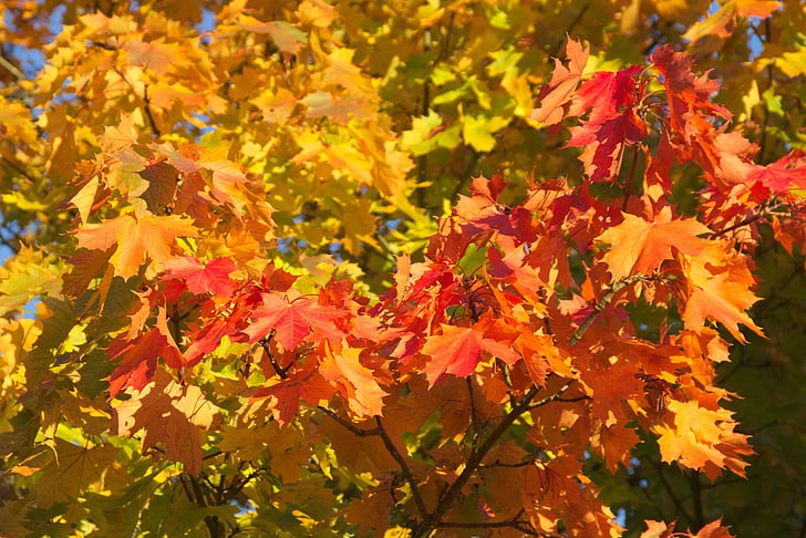 kultainen syksy, Syksy, lehti, puu, Ruska, lehdet syksyllä, lehdet