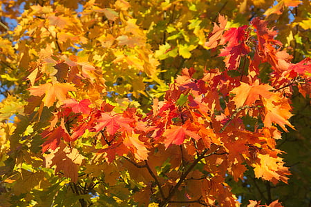 golden autumn, autumn, leaf, tree, fall foliage, leaves in the autumn, leaves