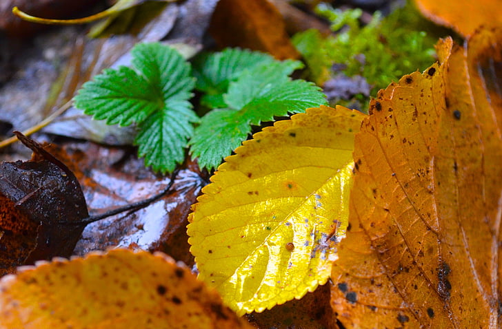 leaves, autumn, nature, close-up, yellow, leaf, green color