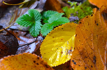 feuilles, automne, nature, gros plan, jaune, feuille, couleur verte