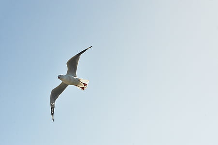 animal, bird, gull, seabird, seagull, sky, wildlife