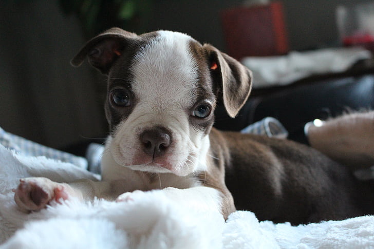 boston terrier, puppy, animal, pet, terrier, photograph, adorable