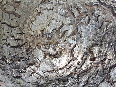árbol, textura, tierra, macro, detalle, marrón, madera