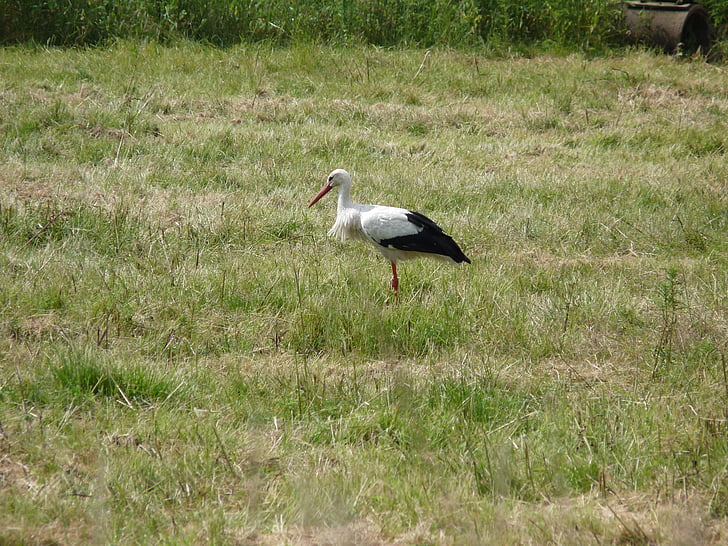 Stork, fågel, Bill, Moor, Swamp naturreservat, naturen, fuktig