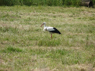 Stork, fuglen, Bill, Moor, myr naturreservat, natur, fuktig