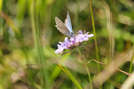 butterfly, nature, flower, color, wings, flowers, france