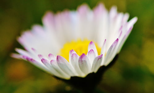 Daisy, blomma, äng, drömmande, spetsiga blomma, våren, sommar