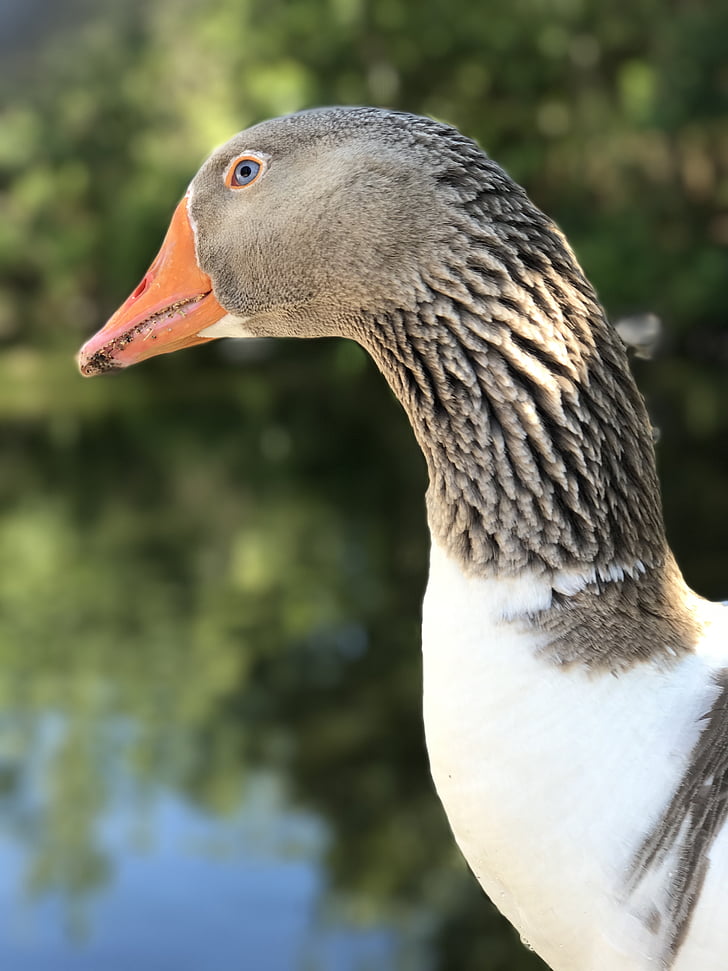 goose, bird, neck, close up, animal, eye, head