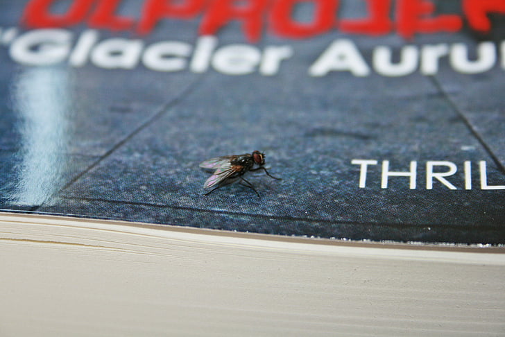 kniha, Fly, knihy, papíru, bílá, tlak, hmyz
