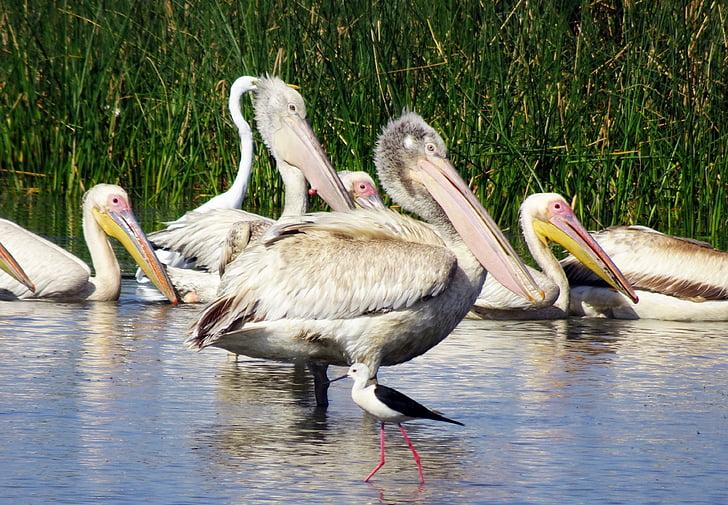 ptica, pelikan, mladi, mlade, opazovanje, prosto živeče živali, narave
