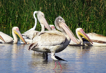lintu, Pelican, nuori, aloitteleva, Ornithology, Wildlife, Luonto