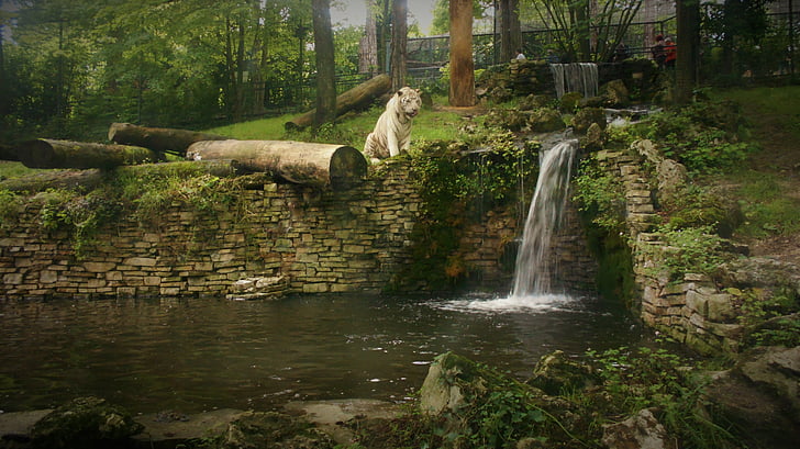tigre blanc, cascada, natura, zoològic