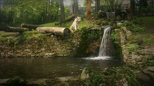 tigru alb, cascadă, natura, gradina zoologica