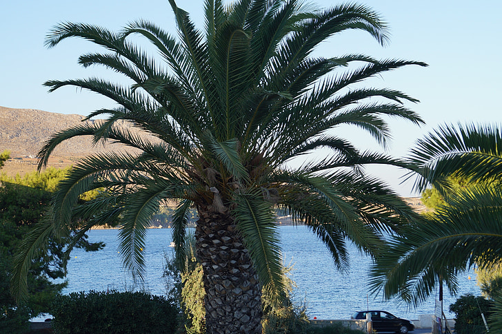 Palma, datlová palma, mar, árbol, Mediterráneo, verano, días de fiesta