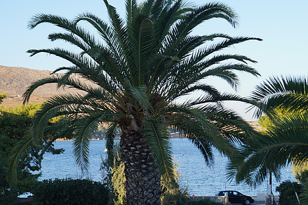 Palm, datlová palma, mar, árvore, Mediterrâneo, Verão, feriados
