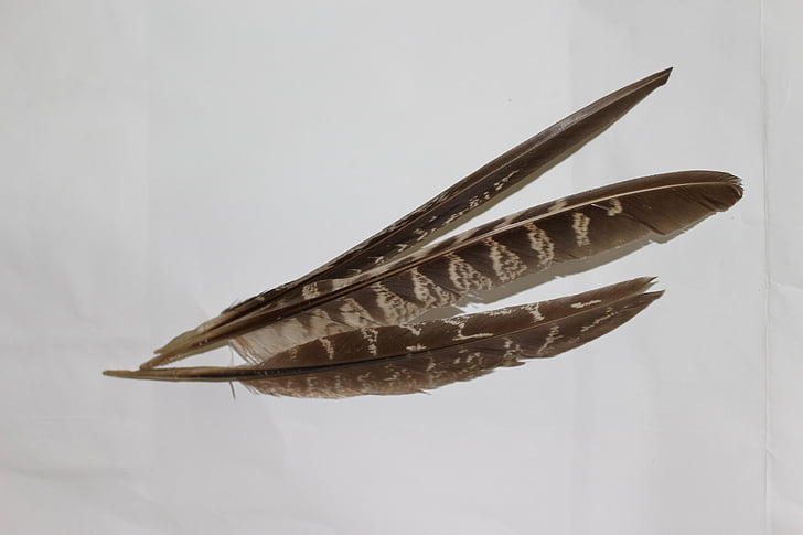 feather, bird, animal, wing, decoration