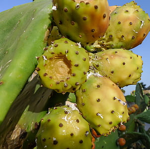 Fig, chumbo, fruta, mercado, alimentos, cactus de pera espinosa, cactus