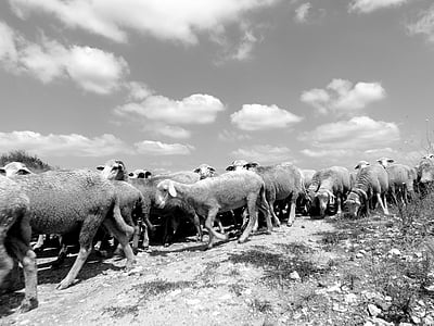 moutons, le troupeau, Sky, nature, animal de compagnie