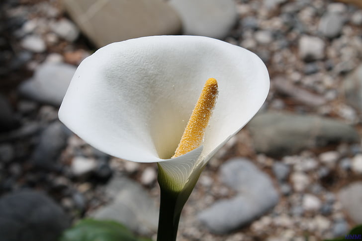 calla, flowers, white flower, flower, march, spring, nature