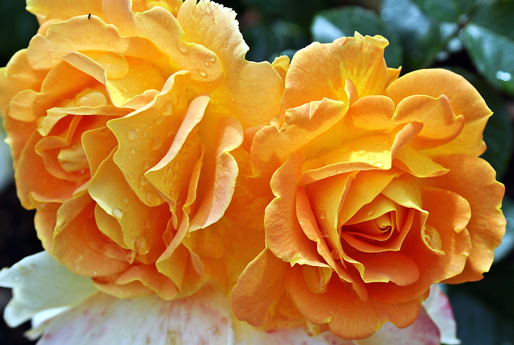 rosa, giallo, fiore, chiudere, Fioriture Rose, Rose gialle