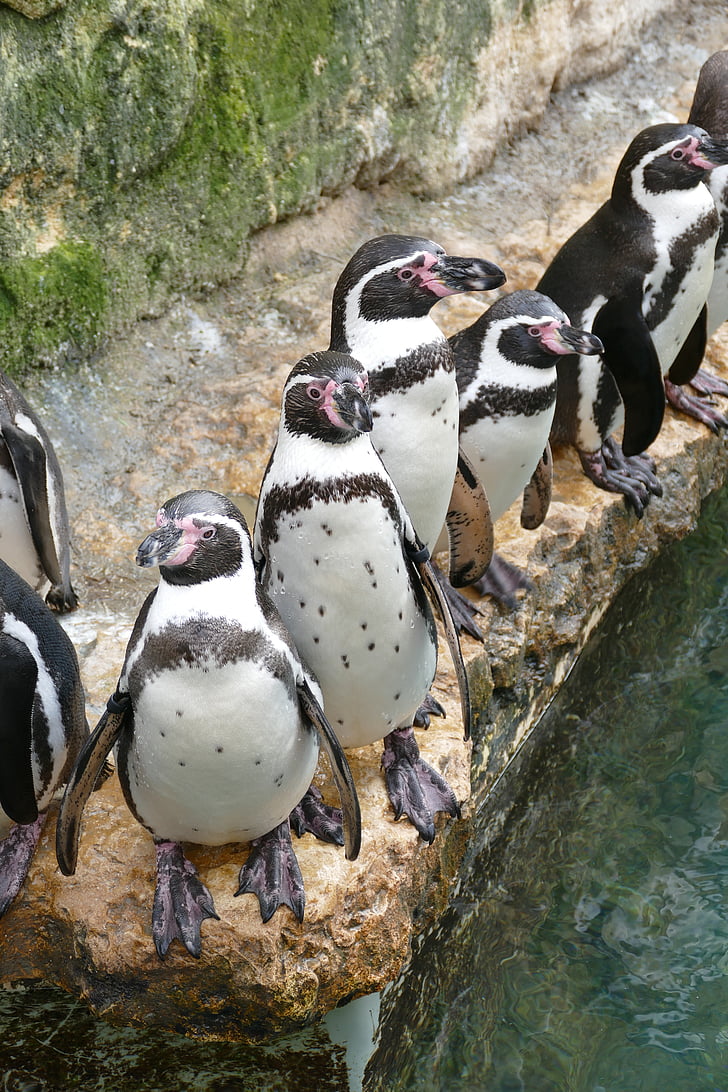 Pinguins de Humboldt, Bioparc, dotado, pinguim, temas de animais, vida selvagem animal, pássaro