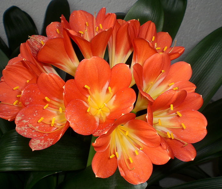 clivia, klivie, Blossom, nở hoa, đóng, màu da cam, Hoa