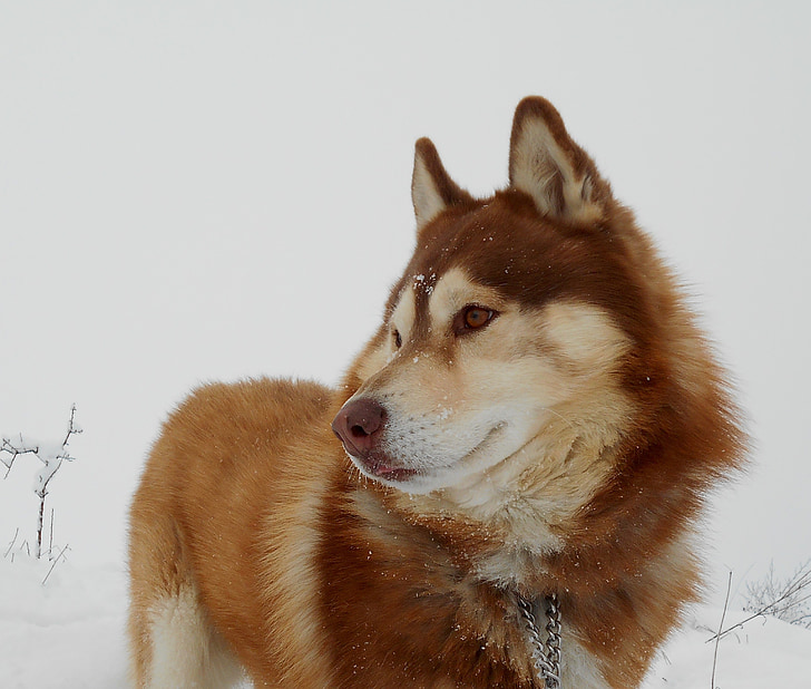 hunden, kjæledyr, venn, hårete, inuki, trekkhund, snø