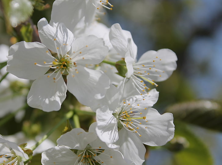 vyšnių gėlės, balta, žydėti, žydinčių medžių, žydėjimo, pavasarį, fono