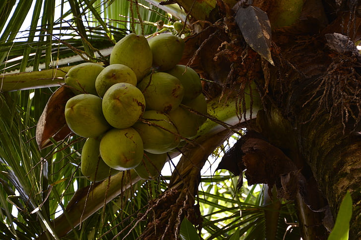 árbol de coco, coco, verdes, naturaleza