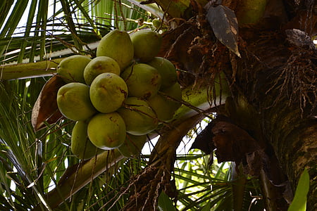 arbre de coco, coco, verds, natura