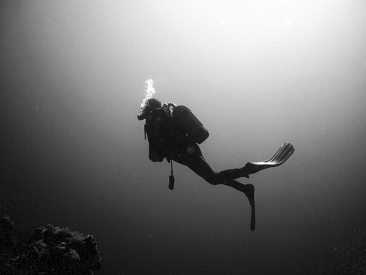 sukeldujad, Sukeldumine, veealuse, vee, veealune maailm, must ja valge, sukeldumisega