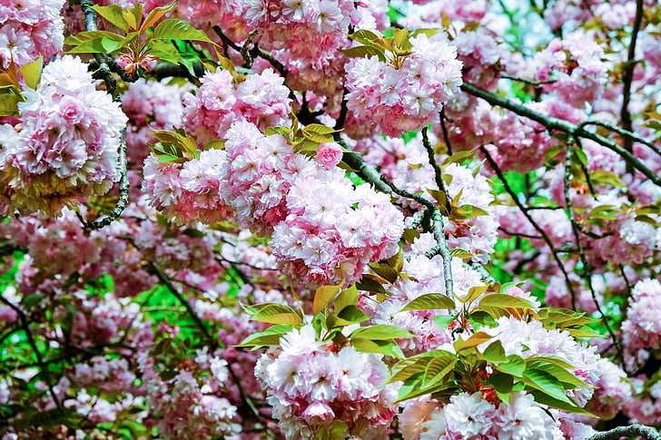 kirsebærtre blomstrer, japanske cherry blossom, blomster, blomst, rosa, treet